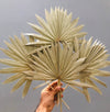 Large Natural Sun Palms// (5 stem Bundle)) // Naturally Grown and Preserved // Wedding Flowers // Dried Palms Assorted Sun Palms - CaliforniaFlowerGrowers.com